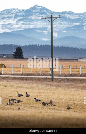 Poteau téléphonique avec des fils sur une route de campagne surplombant les champs des prairies et les montagnes rocheuses canadiennes avec des oies migrantes se nourrissant dans le comté de Rocky View Banque D'Images