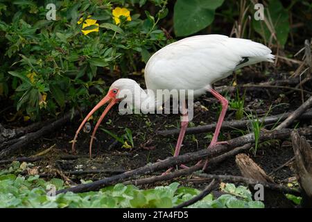 Un ibis blanc collectionnant les plats à manger dans ce marais de Floride. Banque D'Images