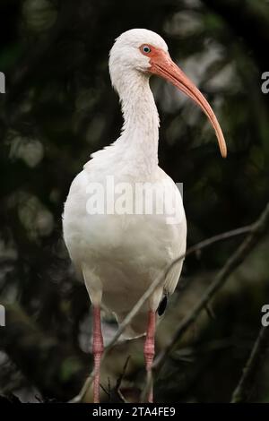 Un ibis blanc perché dans un marais de Floride Banque D'Images