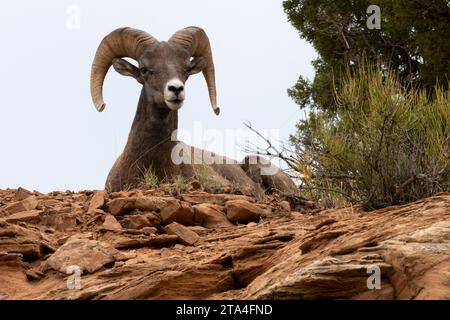 Bighorn bélier repose sur un rocher au Dinosaur National Monument dans l'Utah Banque D'Images