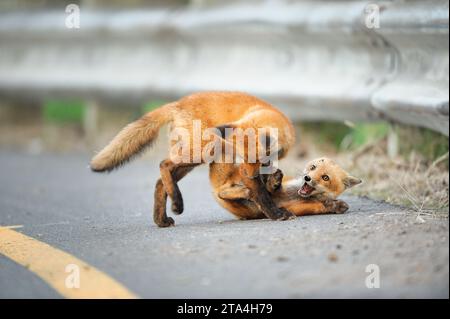 Deux jeunes Red Fox jouant sur une route en été au Canada Banque D'Images