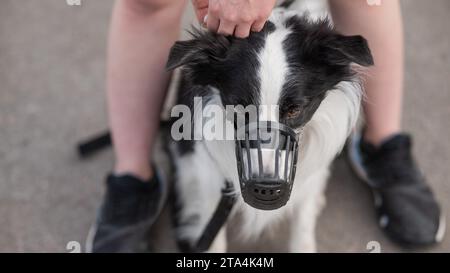 Femme marche 2 chiens. Gros plan des jambes de femmes, bordure de collie et taureau terrier dans les muzzles et sur les laisses lors d'une promenade à l'extérieur. Banque D'Images