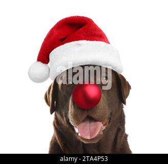 Adorable chien dans le chapeau de Santa ayant le nez de boule de Noël rouge isolé sur blanc Banque D'Images