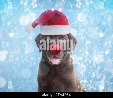 Adorable chien dans le chapeau de Santa ayant le nez de boule de Noël rouge sur fond bleu clair Banque D'Images