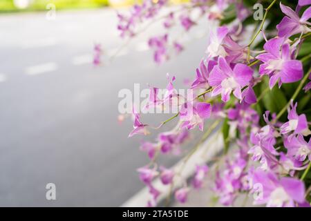 Des orchidées ont été décorées à côté de la route Banque D'Images