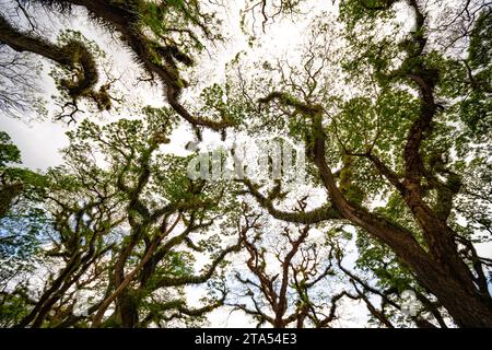 Vue de dessous incroyable des arbres géants avec d'énormes troncs et branches à de Djawatan, Benculuk, Banyuwangi, Java oriental, Indonésie Banque D'Images