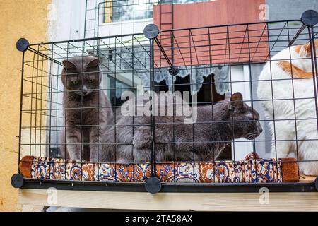 Les chats domestiques respirent l'air frais sur un balcon de chat fait maison Banque D'Images