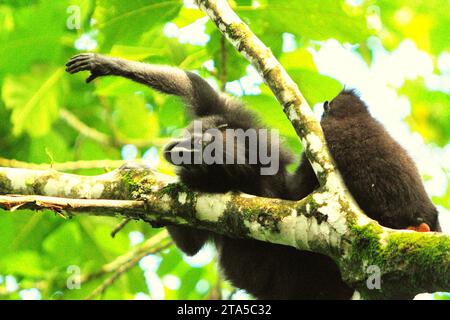 Un macaque à crête noire de Sulawesi (Macaca nigra) tend la main, alors qu'il est couché alors qu'il est toiletté par un autre individu sur une branche d'arbre dans la réserve naturelle de Tangkoko, Sulawesi du Nord, en Indonésie. Le réchauffement de la température peut changer graduellement les comportements et le cycle de reproduction de cette espèce menacée. En outre, cela réduit leur adéquation à l’habitat, ce qui pourrait les forcer à quitter les habitats sécuritaires et à faire face à des conflits potentiels avec les humains. Un récent rapport d'une équipe de scientifiques dirigée par Marine Joly a révélé que la température augmente dans la forêt de Tangkoko, et l'abondance globale des fruits... Banque D'Images