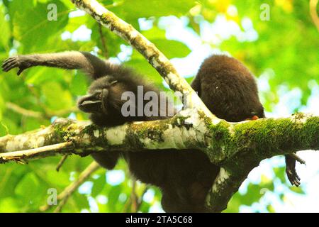 Un macaque à crête noire de Sulawesi (Macaca nigra) tend la main, alors qu'il est couché alors qu'il est toiletté par un autre individu sur une branche d'arbre dans la réserve naturelle de Tangkoko, Sulawesi du Nord, en Indonésie. Le réchauffement de la température peut changer graduellement les comportements et le cycle de reproduction de cette espèce menacée. En outre, cela réduit leur adéquation à l’habitat, ce qui pourrait les forcer à quitter les habitats sécuritaires et à faire face à des conflits potentiels avec les humains. Un récent rapport d'une équipe de scientifiques dirigée par Marine Joly a révélé que la température augmente dans la forêt de Tangkoko, et l'abondance globale des fruits... Banque D'Images