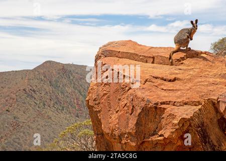 Wallaby rocheux à pieds jaunes, sanctuaire sauvage d'Arkaroola Banque D'Images