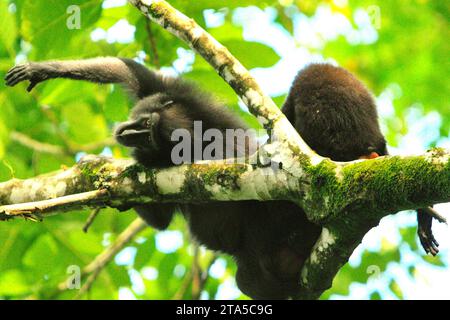 Un macaque à crête noire de Sulawesi (Macaca nigra) tend la main, alors qu'il est couché alors qu'il est toiletté par un autre individu sur une branche d'arbre dans la réserve naturelle de Tangkoko, Sulawesi du Nord, en Indonésie. Le réchauffement de la température peut changer graduellement les comportements et le cycle de reproduction de cette espèce menacée. En outre, cela réduit leur adéquation à l’habitat, ce qui pourrait les forcer à quitter les habitats sécuritaires et à faire face à des conflits potentiels avec les humains. Un récent rapport d'une équipe de scientifiques dirigée par Marine Joly a révélé que la température augmente dans la forêt de Tangkoko, et l'abondance globale des fruits... Banque D'Images