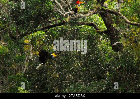 Une paire de cornes nouées (Rhyticeros cassidix) fourrent dans une zone dense de végétation au pied du mont Tangkoko et Duasudara (Dua Saudara) à Bitung, Sulawesi du Nord, Indonésie. Hornbill, vulnérable à la chasse en raison de la valeur élevée de sa viande, de ses casques et de ses plumes de queue joue un rôle important dans la régénération des forêts et dans le maintien de la densité des grands arbres par sa capacité d'agent de dispersion des graines, tandis qu'en même temps une forêt tropicale saine est importante dans la lutte contre le réchauffement climatique par son rôle d'absorption du carbone. 'les forêts tropicales à haute intégrité sont estimées à en retirer et stocker environ 3,6 milliards Banque D'Images