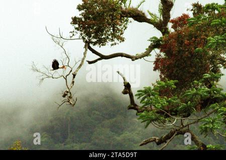 Un mâle à bec noué (Rhyticeros cassidix) est repéré alors qu'il vole derrière un grand arbre, dans un fond de paysage forestier brumeux au pied du mont Tangkoko et Duasudara (Dua Saudara) à Bitung, Sulawesi du Nord, en Indonésie. Hornbill, vulnérable à la chasse en raison de la valeur élevée de sa viande, de ses casques et de ses plumes de queue joue un rôle important dans la régénération des forêts et dans le maintien de la densité des grands arbres par sa capacité d'agent de dispersion des graines, tandis qu'en même temps, une forêt tropicale saine est importante dans la lutte contre le réchauffement climatique par son rôle d'absorption du carbone. Banque D'Images