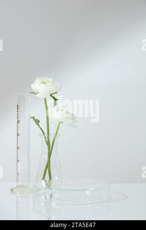 Podium transparent en forme ronde décoré avec un cylindre gradué et flacon conique de branche de fleur. Espace vide pour la présentation des produits naturels Banque D'Images