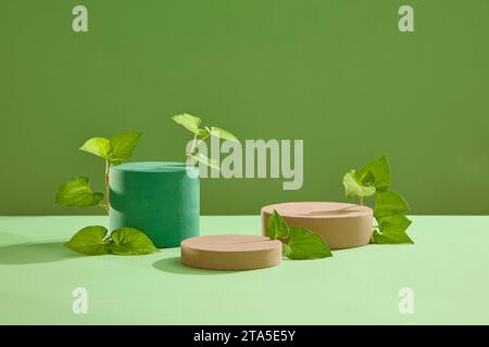 Podiums cylindriques et ronds présentés avec des feuilles de menthe de poisson frais. La menthe de poisson (Houttuynia cordata) est consommée pour son antioxydant. Fond vert Banque D'Images