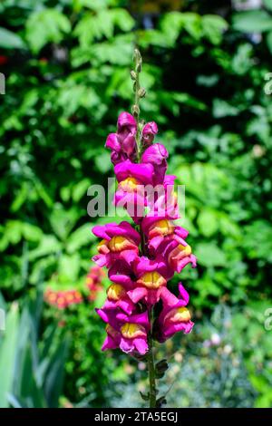 Beaucoup de fleurs de dragon rose vif ou de vivandragons ou d'Antirrhinum dans un jardin ensoleillé de printemps, beau fond floral extérieur photographié avec des focu doux Banque D'Images