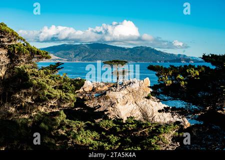 Lone Cypress sur le 17 Mile Drive Monterey Banque D'Images