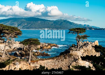 Lone Cypress sur le 17 Mile Drive Monterey Banque D'Images