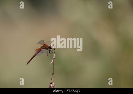 Mâle rouge Darter jaune perché dans les roseaux Banque D'Images