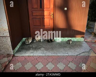 Chats assis à la porte de la maison attendant de la nourriture. Banque D'Images