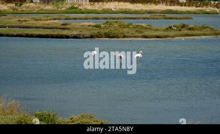 Un troupeau de flamants roses autour de Ayvalık dans l'ouest de la Turquie. Un troupeau de Flamingos dans de petits étangs sur la côte égéenne. Phoenicopterus, Alliturna. Banque D'Images