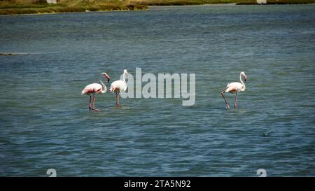 Un troupeau de flamants roses autour de Ayvalık dans l'ouest de la Turquie. Un troupeau de Flamingos dans de petits étangs sur la côte égéenne. Phoenicopterus, Alliturna. Banque D'Images