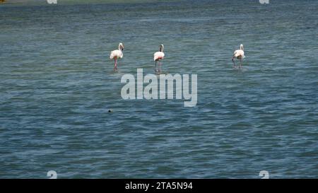 Un troupeau de flamants roses autour de Ayvalık dans l'ouest de la Turquie. Un troupeau de Flamingos dans de petits étangs sur la côte égéenne. Phoenicopterus, Alliturna. Banque D'Images