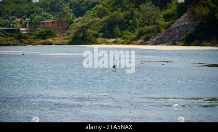 Un troupeau de flamants roses autour de Ayvalık dans l'ouest de la Turquie. Un troupeau de Flamingos dans de petits étangs sur la côte égéenne. Phoenicopterus, Alliturna. Banque D'Images