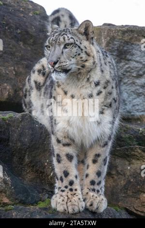 léopard des neiges Banque D'Images