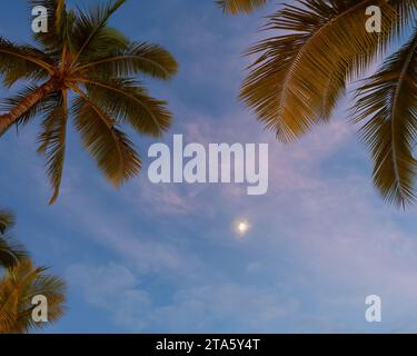 Une scène tranquille de grands palmiers silhouettés contre un ciel nuageux illuminé par le clair de lune. Banque D'Images