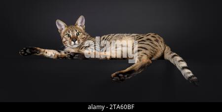 Beau chat mâle F5 Savannah, couché sur le bord. Regardant par-dessus l'épaule vers la caméra. Isolé sur fond noir. Banque D'Images