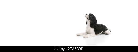 Mignon joli petit chien, de race pure avec un chiot Shi-tzu à fourrure blanche-noire couché sur fond blanc. Animal de compagnie a l'air drôle et sain. Banque D'Images