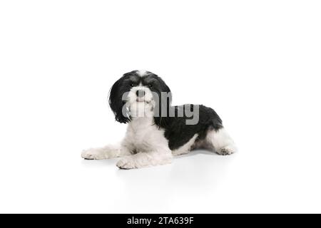 Chien adorable calme, de race pure avec un chiot Shi-tzu à fourrure blanche-noire couché sur fond blanc. Les animaux ont l'air sains. Banque D'Images