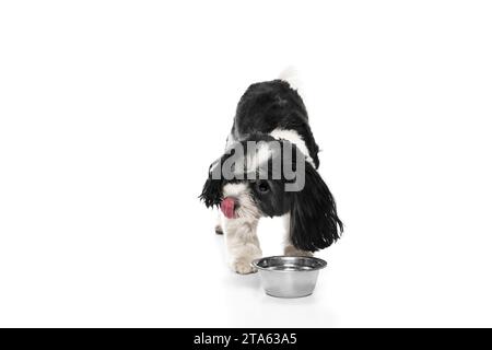 Portrait de mignon si-Tzu avec fourrure noir-blanc debout près du bol du chien et boit de l'eau sur fond blanc. Nourriture canine Banque D'Images