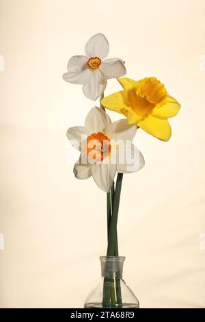 Photo de studio de trois jonquilles sur fond blanc Banque D'Images