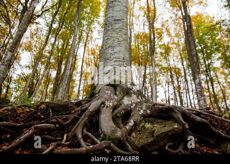 Les vieilles racines d'un hêtre, vues d'en bas dans les bois, engloutissent et bloquent un rocher, Monte Amiata, Toscane, Italie Banque D'Images