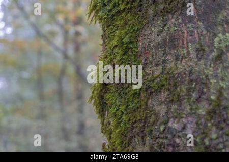 Troncs d'arbres forestiers recouverts de mousse Banque D'Images