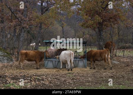 vache dans la forêt sur une ferme de pâturage en espagne élevage bovin Banque D'Images