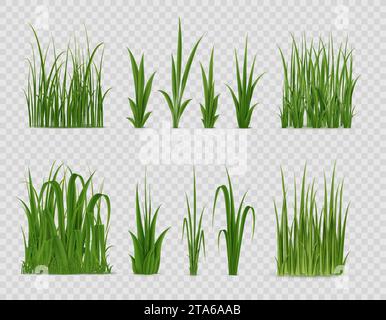 Herbe verte réaliste. Les champs poussent la végétation, l'herbe réaliste de prairie. Jardin, cour ou pelouse de parc, pâturage isolé de carex ou de roseau, riz de ferme ou feuilles de blé, bordures de feuilles de vecteur de Pâques 3D. Illustration de Vecteur