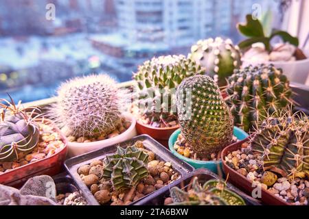 Cactus sur le rebord de la fenêtre. Plantes d'intérieur exotiques Banque D'Images