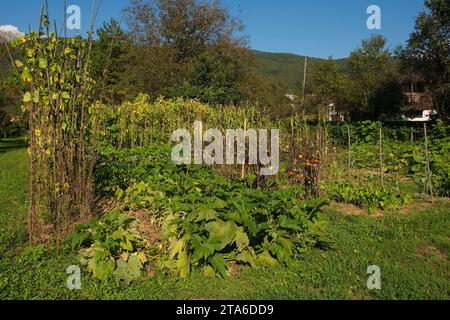 Une parcelle de légumes domestiques dans le village de Kulen Vakuf dans le parc national una. Canton d'una-Sana, Fédération de Bosnie-Herzégovine. Tomate, haricot, courgette Banque D'Images