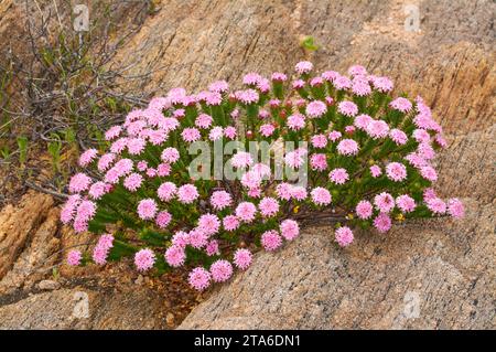 Fleur de riz rose, Pimelea ferruginea, également connue sous le nom de Banjine côtière, poussant dans un habitat indigène parmi le granit à Cape Leeuwin, Australie occidentale. Banque D'Images