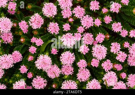 Fleur de riz rose, Pimelea ferruginea, également connue sous le nom de Banjine côtière, poussant dans un habitat indigène parmi le granit à Cape Leeuwin, Australie occidentale. Banque D'Images