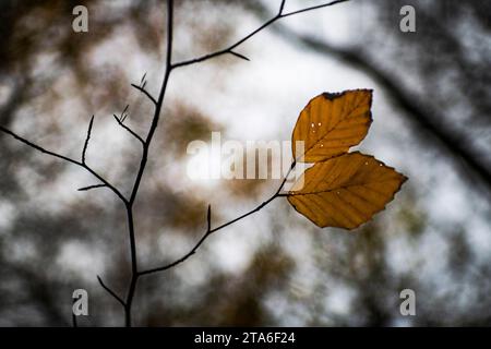 Feuilles d'automne brunes sur une branche dans les bois sous d'autres arbres regardant du sol vers le ciel Banque D'Images