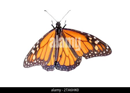 Un papillon monarque mâle visible ou simplement monarque (Danaus plexippus) isolé sur fond blanc Banque D'Images