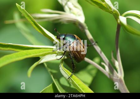 Dune chafer (anomala dubia). Famille Scarabées, scarabées (Scarabaeidae). Dans un arbuste dans un jardin hollandais. Juin, été Banque D'Images