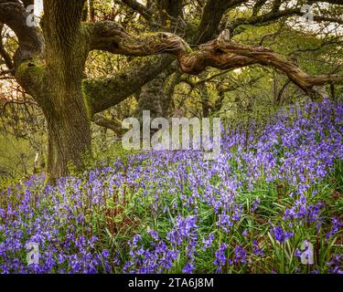 Bluebell scène boisée au printemps Dorset Royaume-Uni Banque D'Images