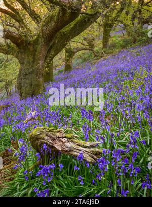 Bluebell scène boisée au printemps Dorset Royaume-Uni Banque D'Images