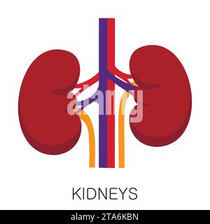 Icône de reins dans le style plat isolé sur fond blanc. Vecteur d'organe médical d'anatomie humaine Illustration de Vecteur