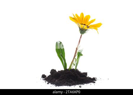 la fleur jaune pousse dans le sol, isolée sur fond blanc. Banque D'Images